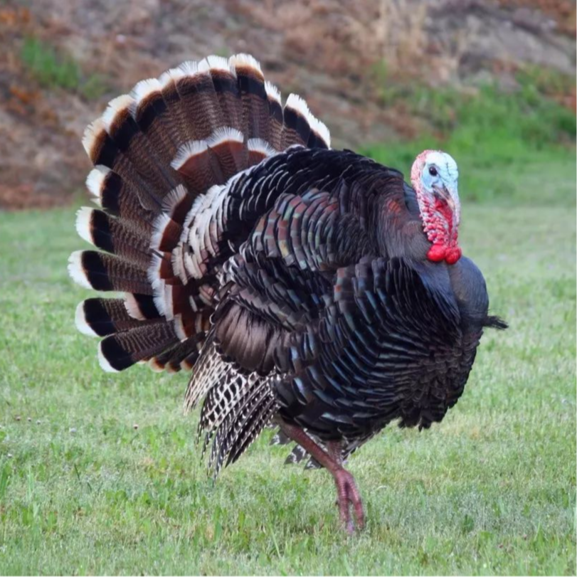 中型 青铜 尼古拉 火鸡