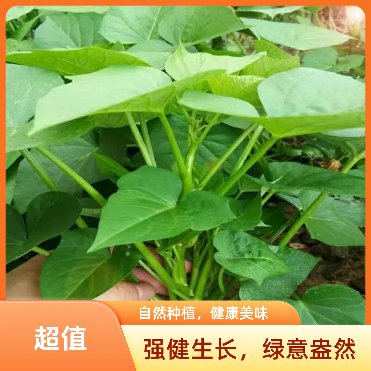 地瓜叶400g农家红薯尖地瓜叶天然食用番薯叶嫩芽新鲜叶菜芽苗菜洋薯叶4.9/斤红薯