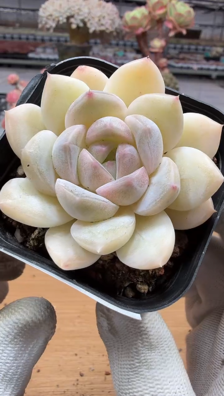 东云多肉园二店-115