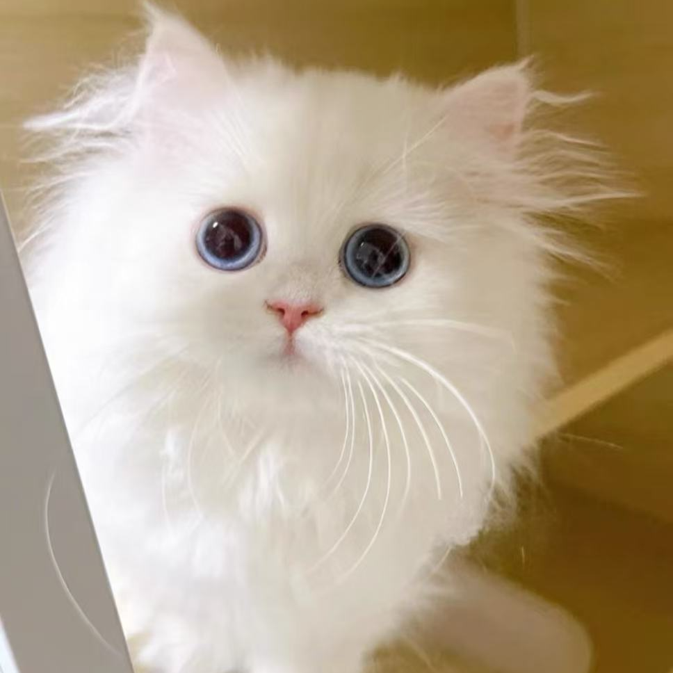 纯种多品种矮脚猫金白乳白蓝白米努特猫