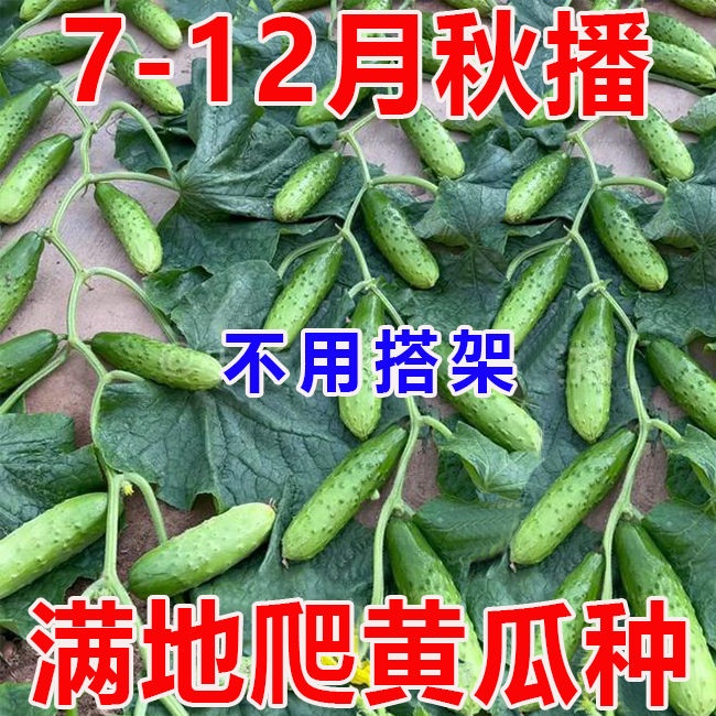 满地爬水果黄瓜种子旱黄瓜春秋四季播阳台盆栽免搭架黄瓜蔬菜种子