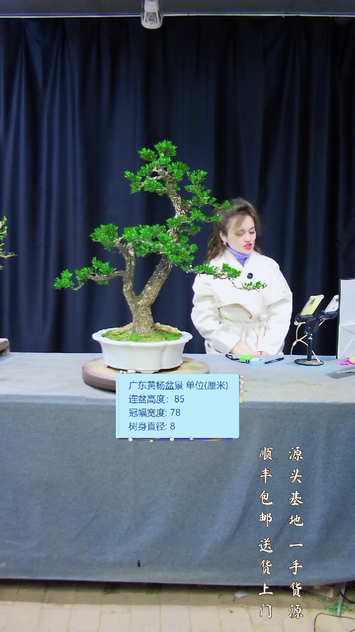 【闪购商品】雀舌黄杨盆景雀舌黄杨盆景