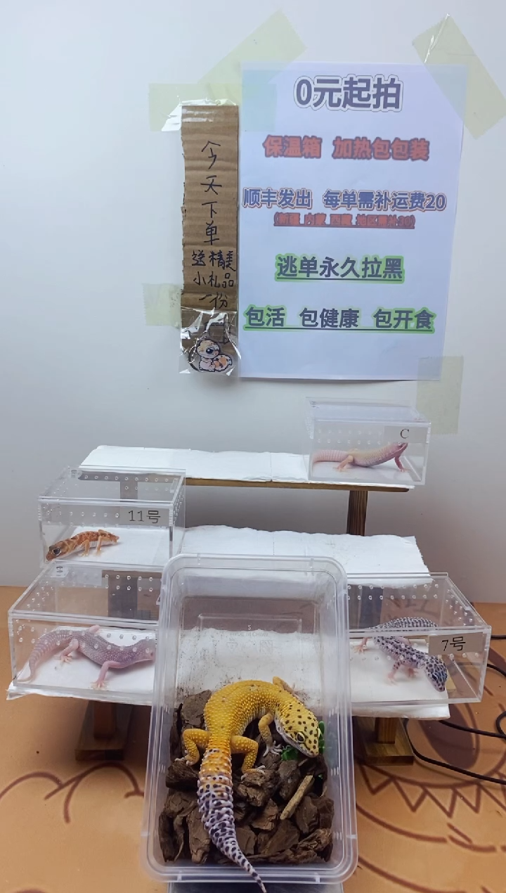 豹纹守宫豹纹守宫幼苗亚成体成体肥尾