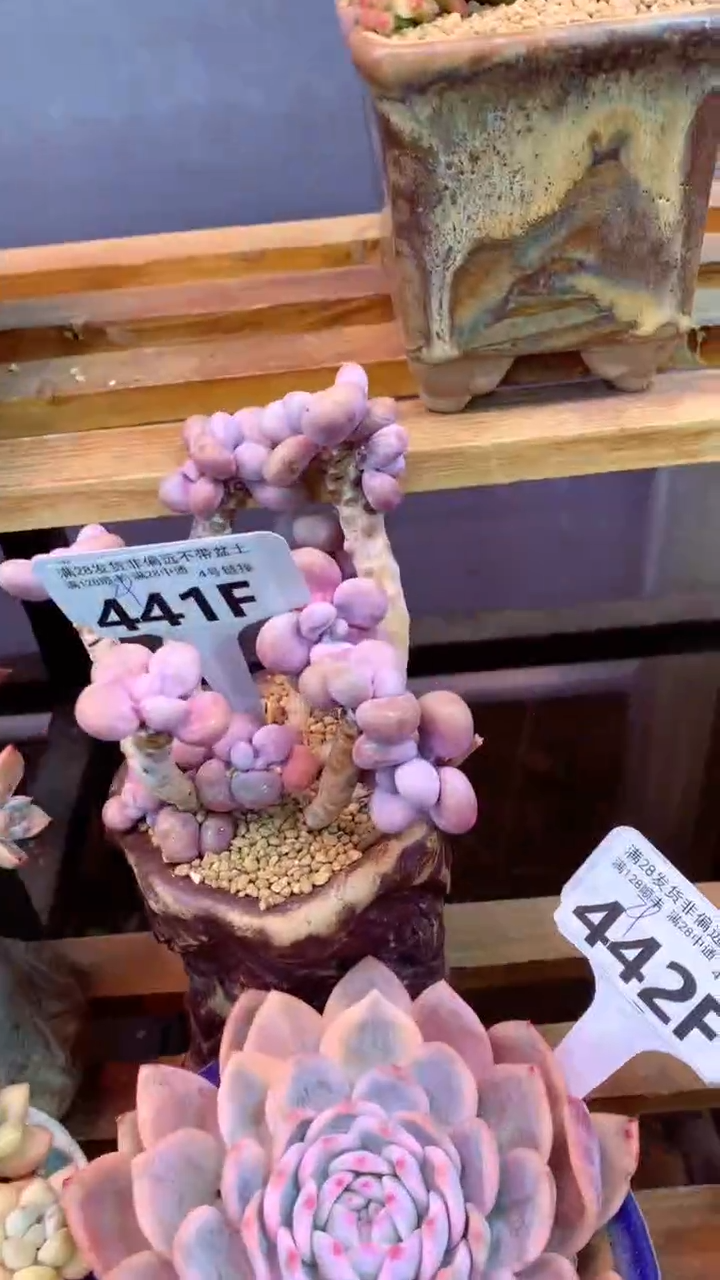 441F（一物一拍实付满28发货，默认不带盆土）