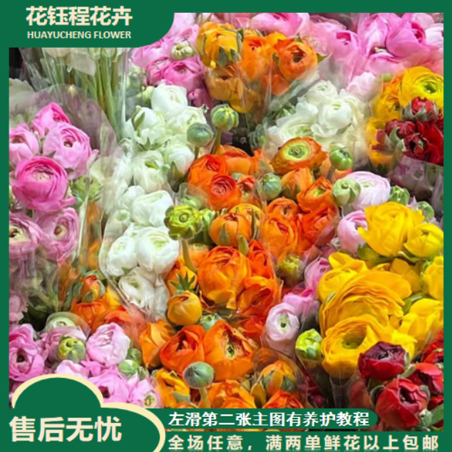 【春日来信】洋牡丹   两单以上包邮