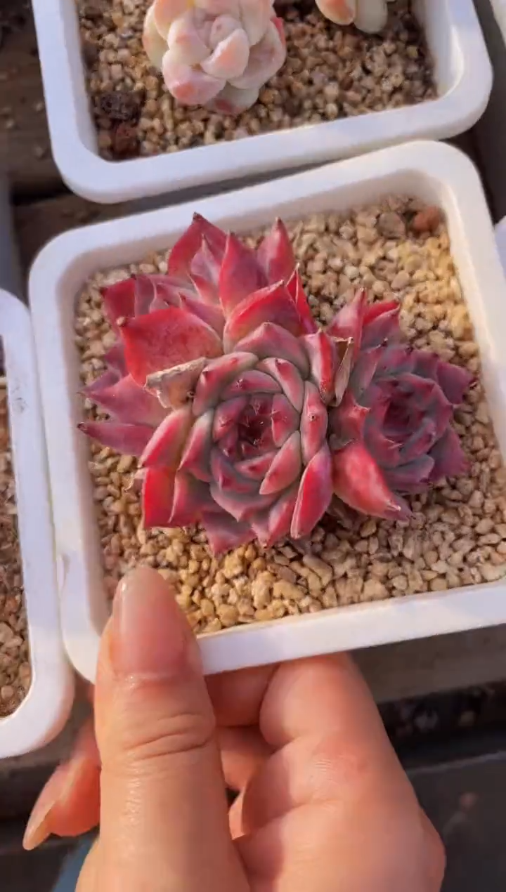 【闪购商品】583惊鸿仙子退