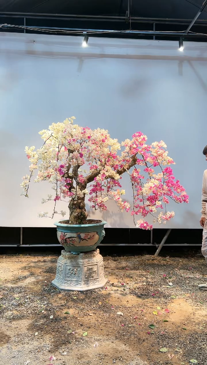 三角梅专场一物一拍