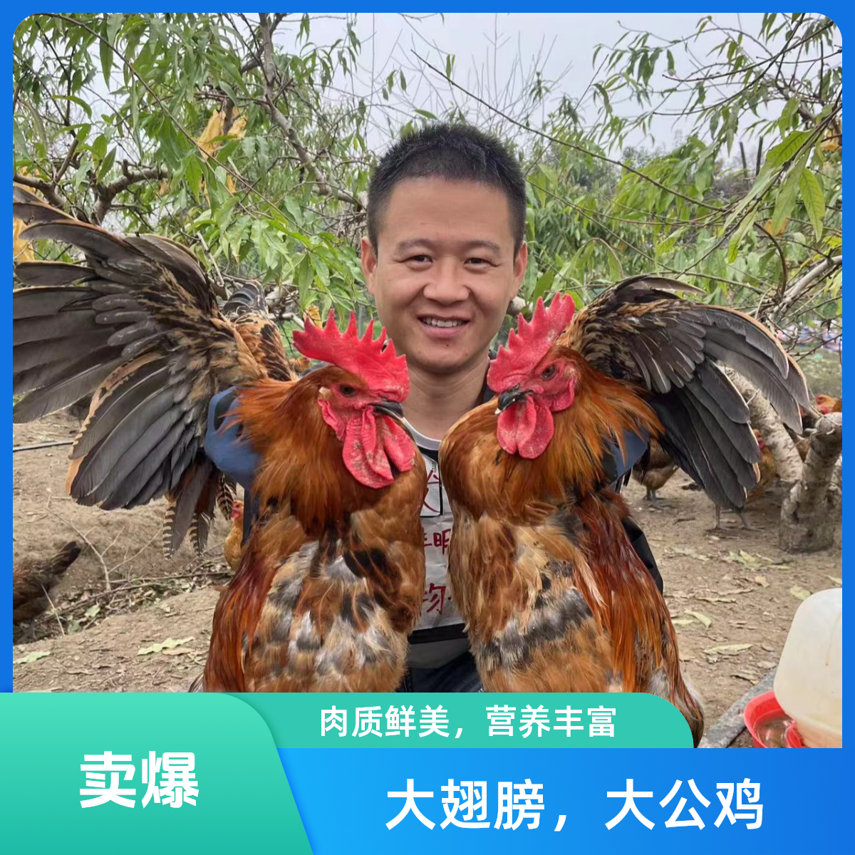 【两大只公鸡】7-8斤鸡场直发散养麻羽青脚土鸡农家散养鸡大公鸡