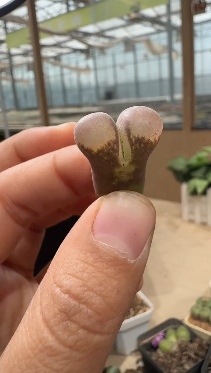 28-140多肉植物肉锥