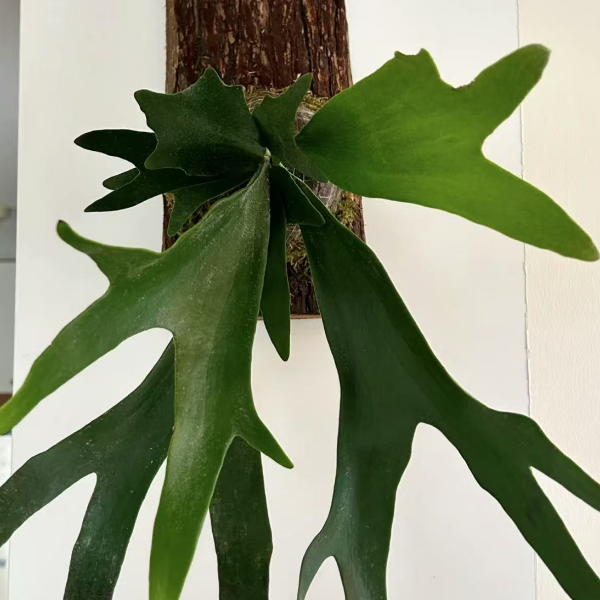 二崎鹿角蕨    仙洞