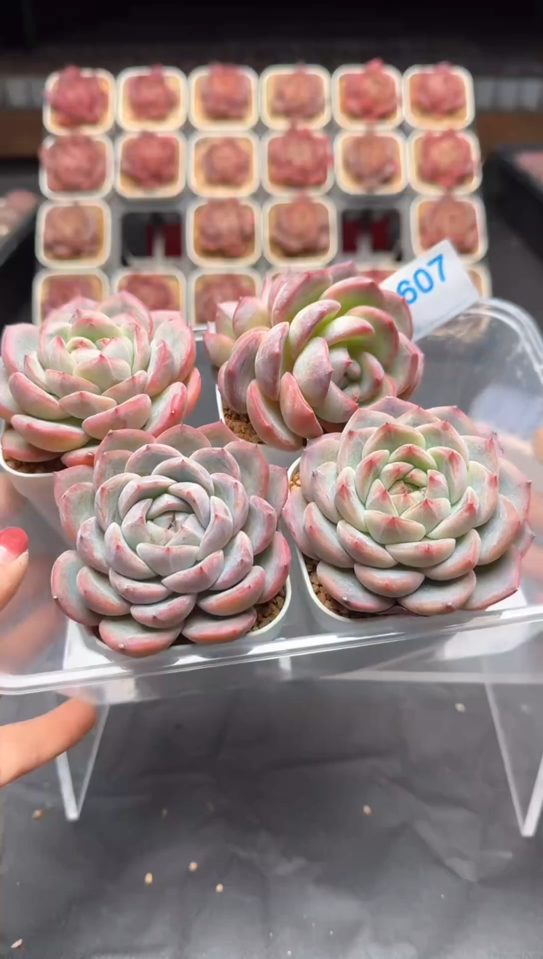 【闪购商品】607号一物一拍4-7cm包邮4颗