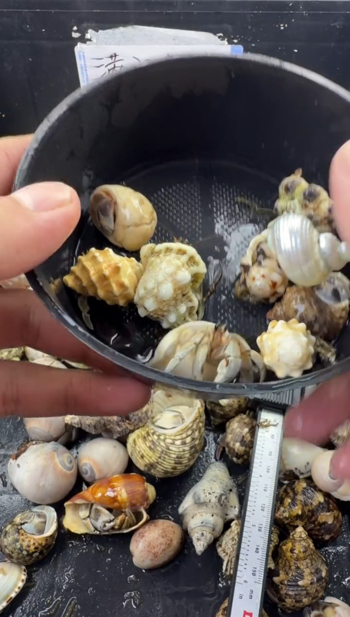 大豆丁9只包活到手5只，不包全品