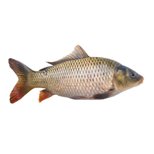 鲜活鲤鱼一条约3斤