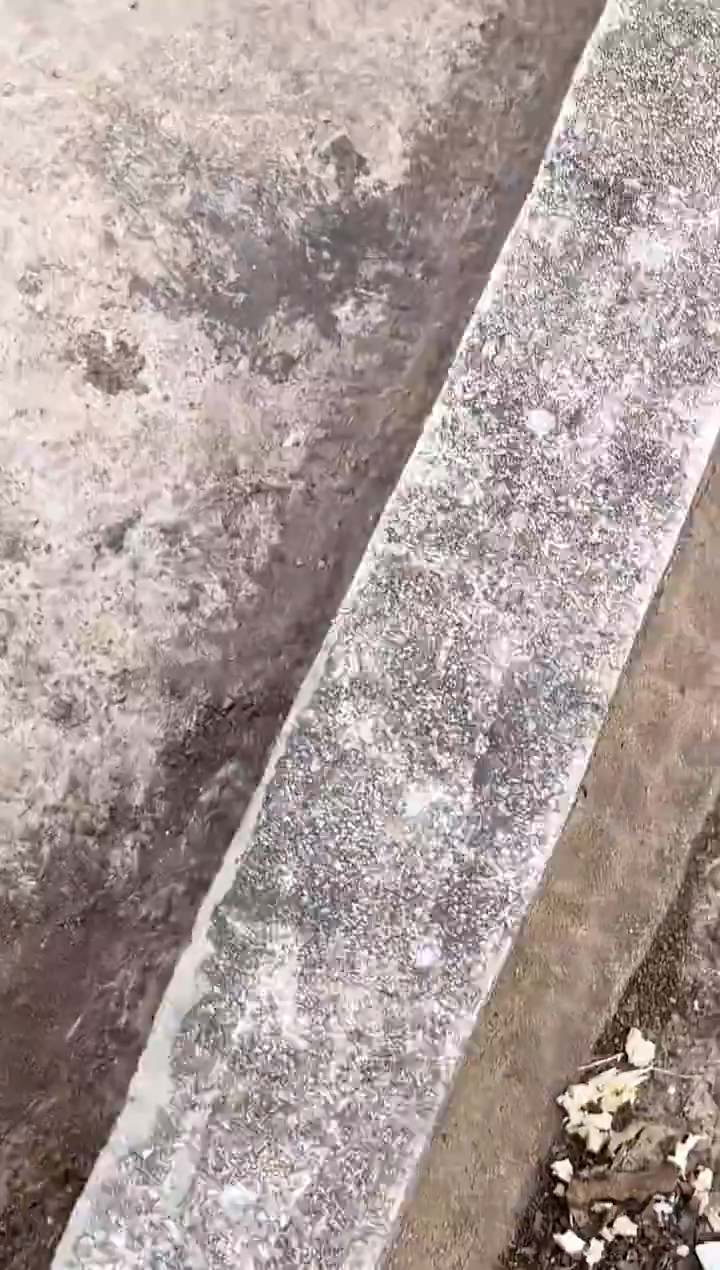 金鱼大**?水娃娃观赏鱼兰寿金鱼  不包邮