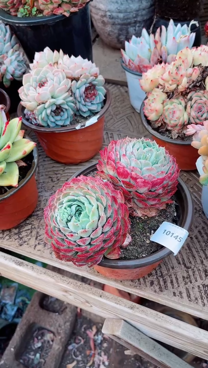 【闪购商品】10145