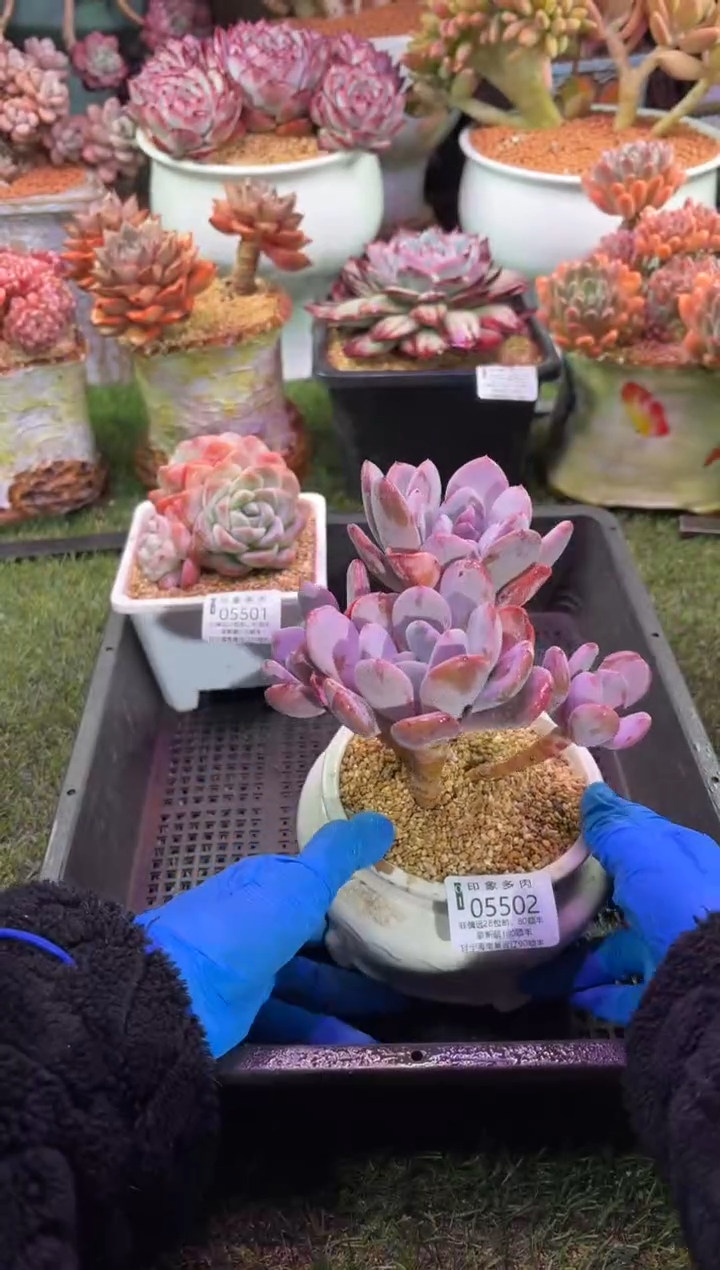 【闪购商品】05502