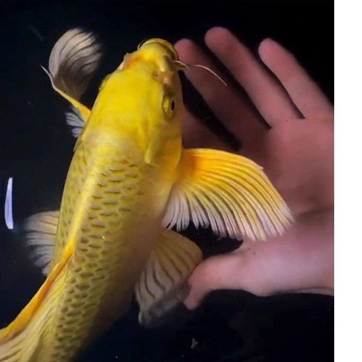 蝴蝶鲤短身球体观赏鱼冷水鱼苗金鱼好养包活