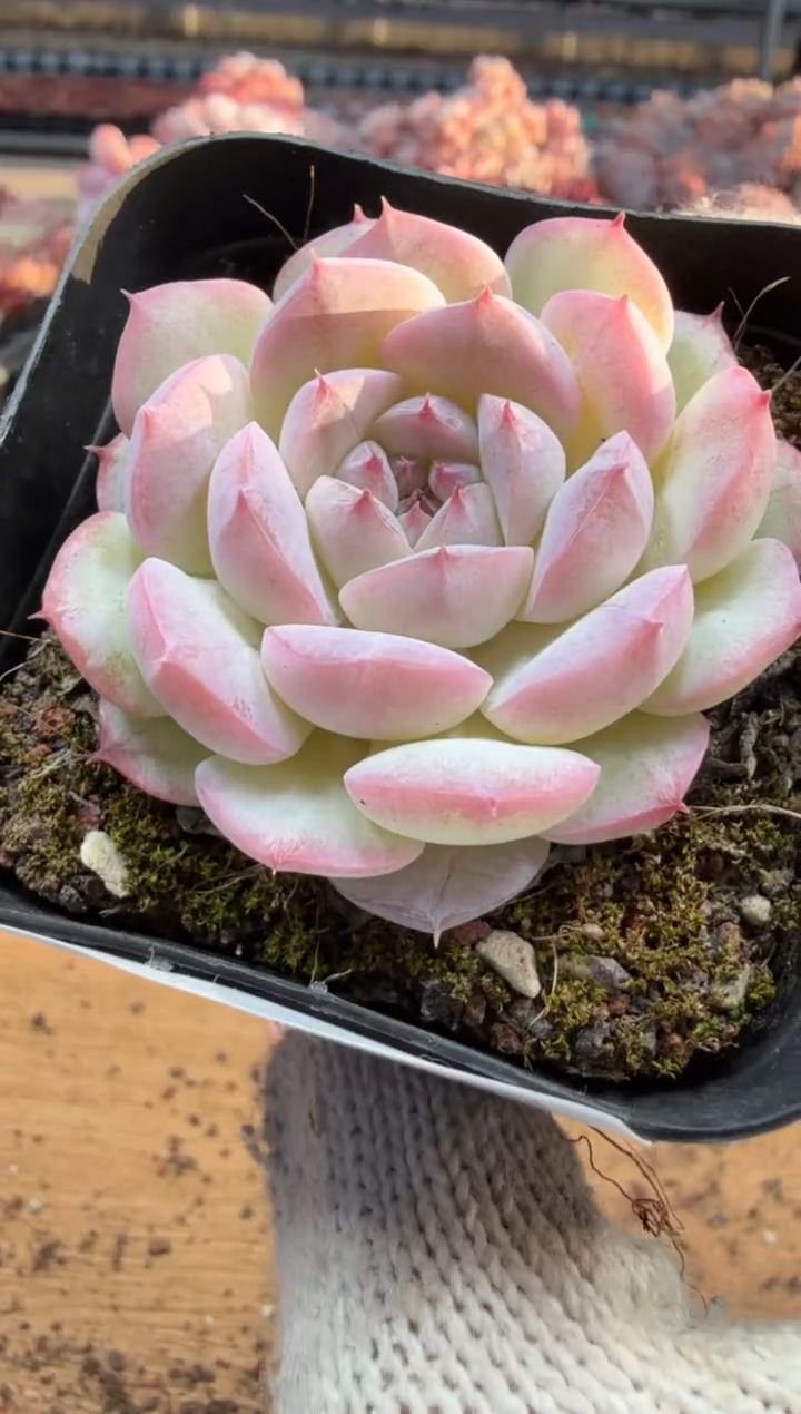 东云多肉园三店-249