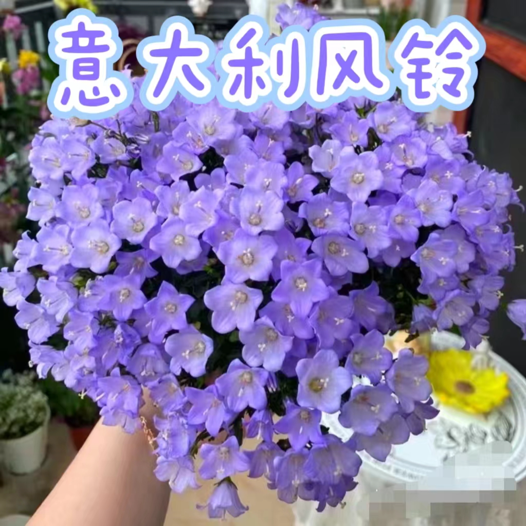 【意大利风铃】好养护易爆花 阳台庭院观花植物