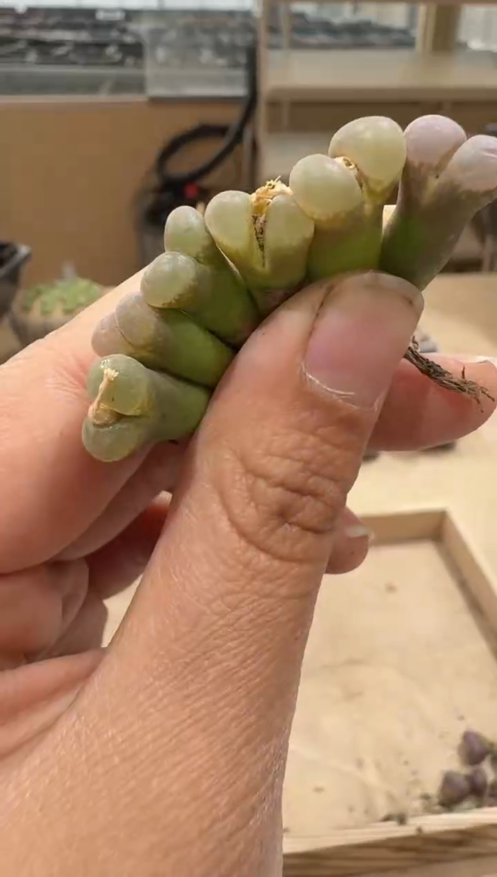 28-15多肉植物肉锥