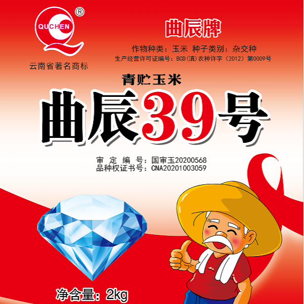 曲辰39号 高产大穗大粒玉米品种 西南国审抗病性好适应性广 