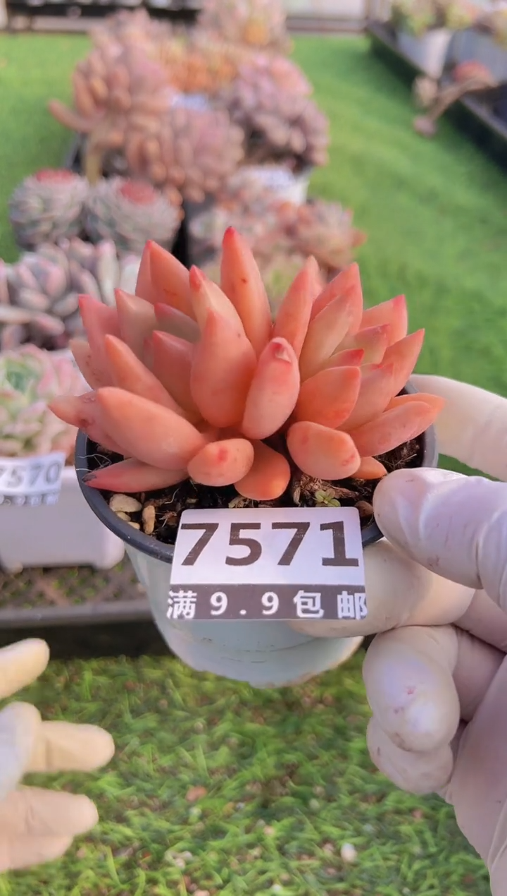 【闪购商品】信福多肉一物一拍