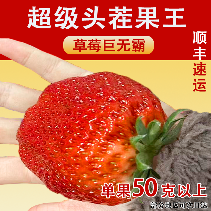 【头茬九九巨无霸草莓】单果50g以上超级果王0农残新鲜采摘顺丰速运