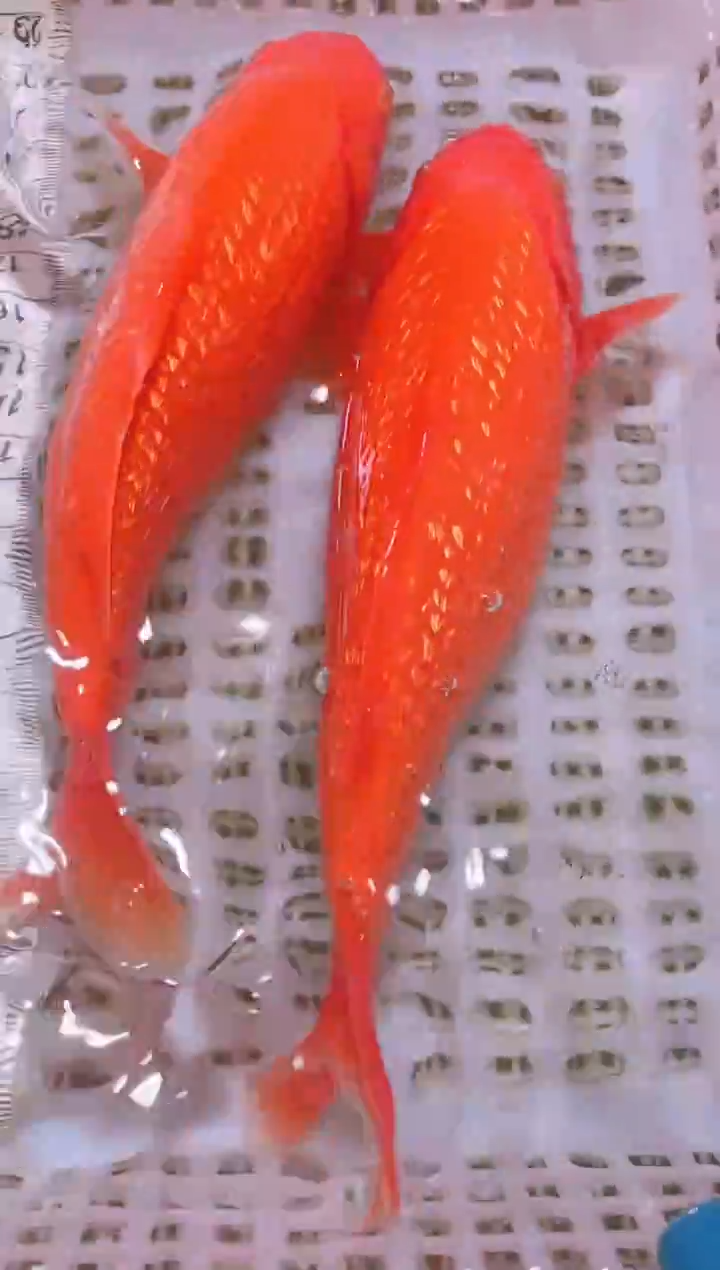 锦鲤冷水观赏鱼全场包邮58