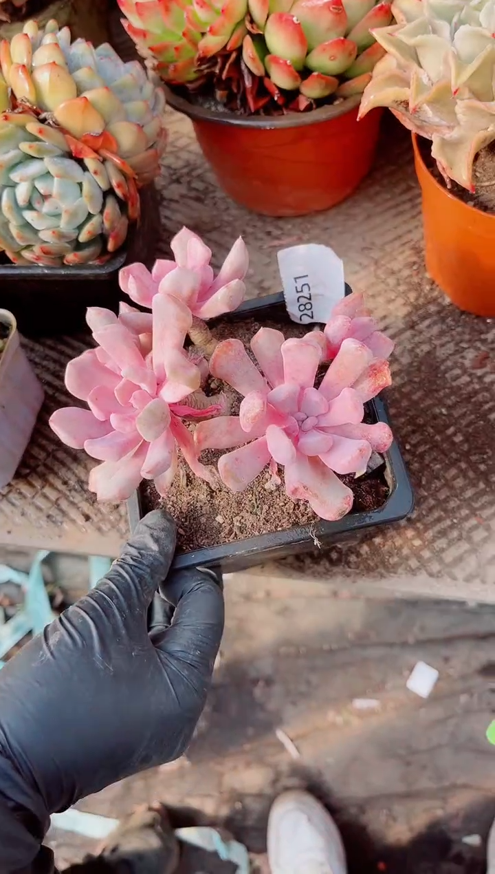 夏*跃跃精品多肉28251