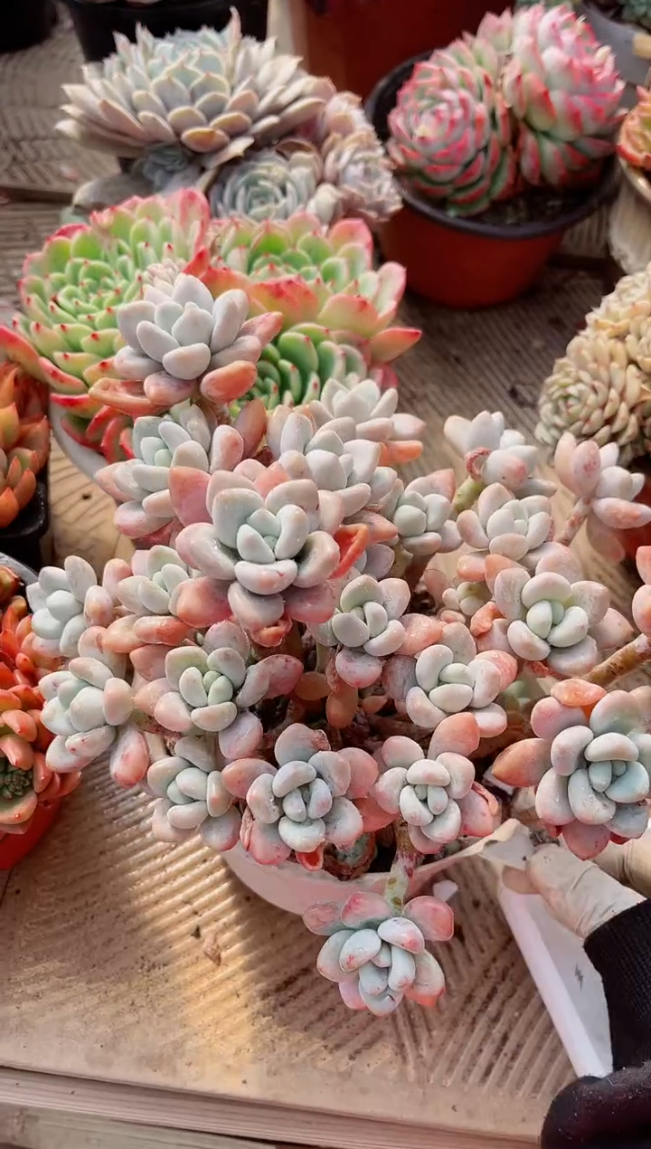 【闪购商品】06394