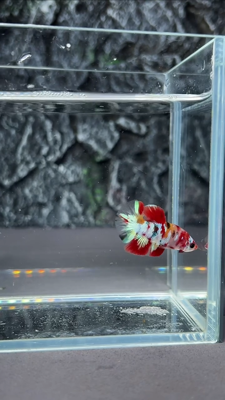 斗鱼竞拍链接A065