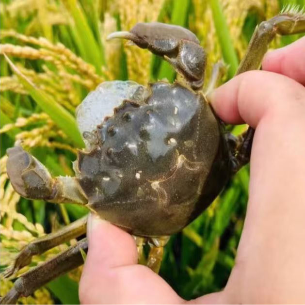 活蟹/公蟹18只母蟹18只/宁夏黄河蟹/0.8两-1.2两/36只装黄河蟹海鲜