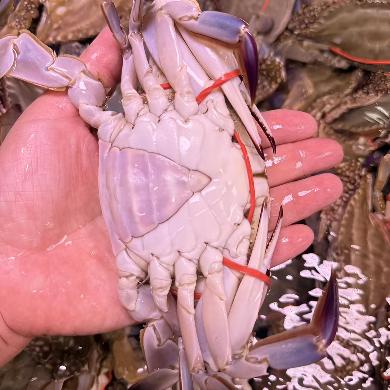 【保鲜不保活】精品二母 （两斤装 单只3两左右 ）鲜活发货 顺丰包邮！