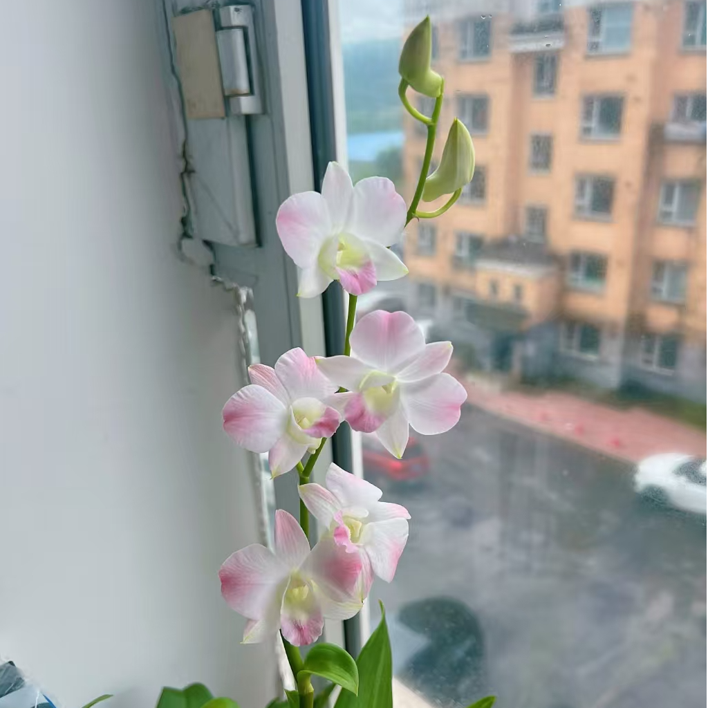秋石斛《水蜜桃》一物一拍石斛兰盆栽