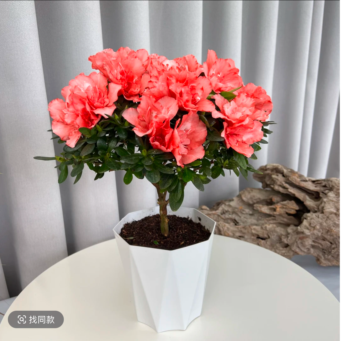 粉色杜鹃花盆栽四季开花好养活阳台客厅绿植花卉