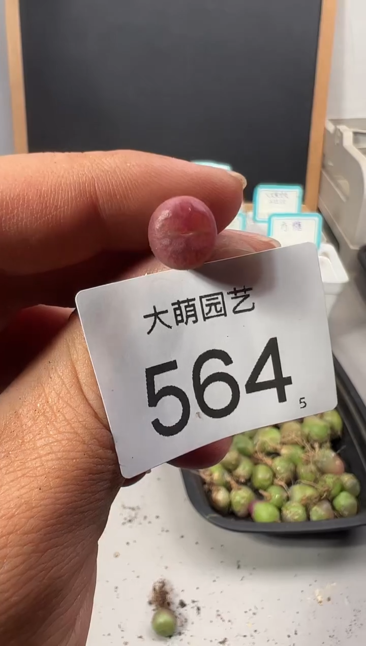 【闪购商品】++++564
