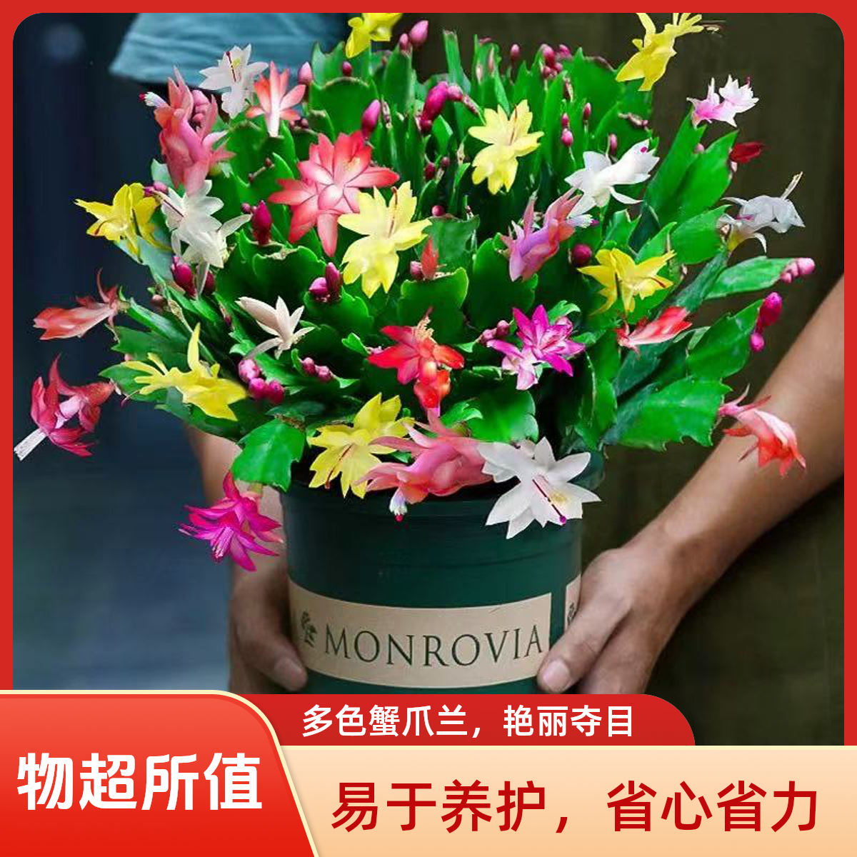 精品混色蟹爪兰盆栽带花苞多色花卉室内好养活四季开花植物