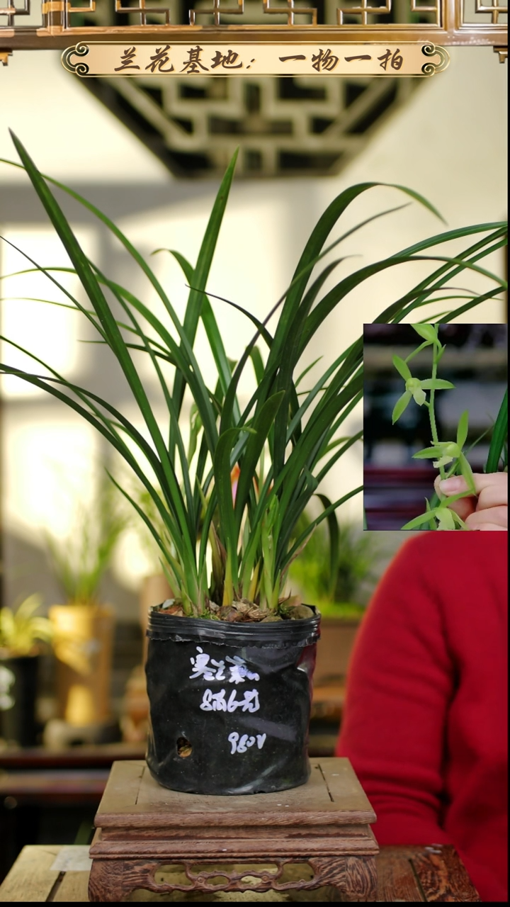 完全开放寒兰素心