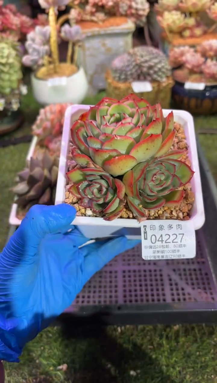 【闪购商品】04227