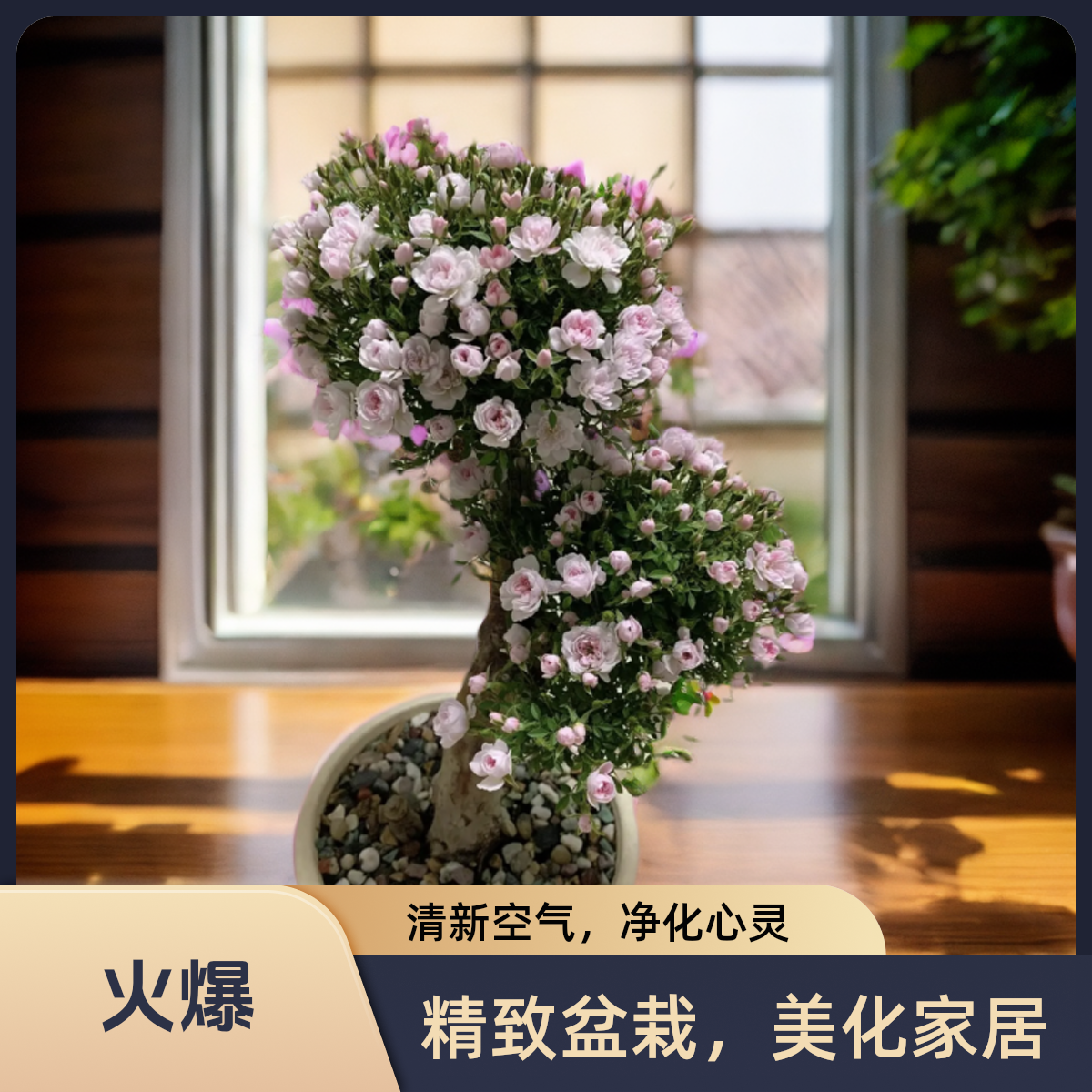 姬月季老桩微型月季盆景观赏盆景