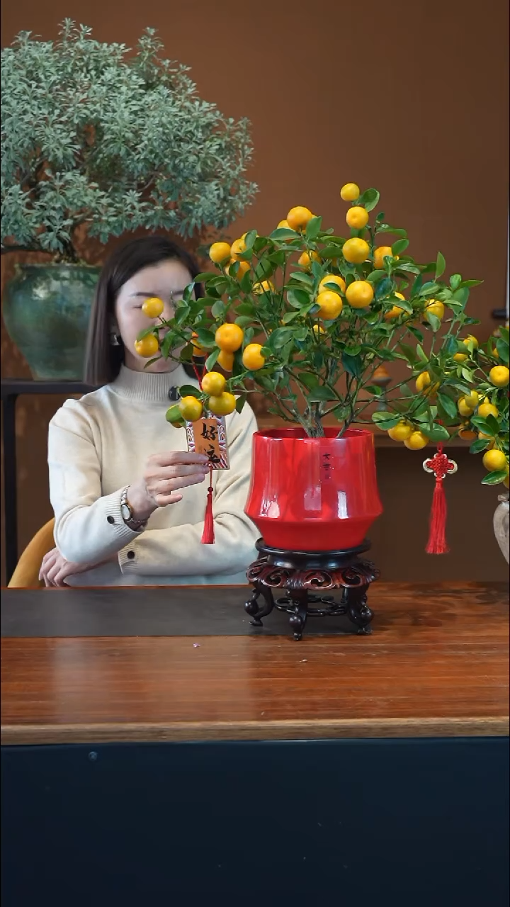 全部花朵小金橘盆景盆景