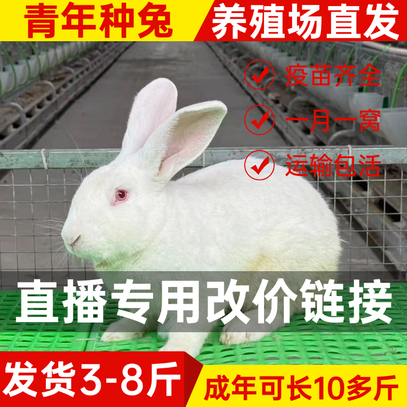 直播专用改价链接 3-8斤直播间现场挑选