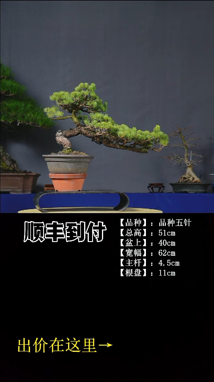 无花朵品种五针 不包邮