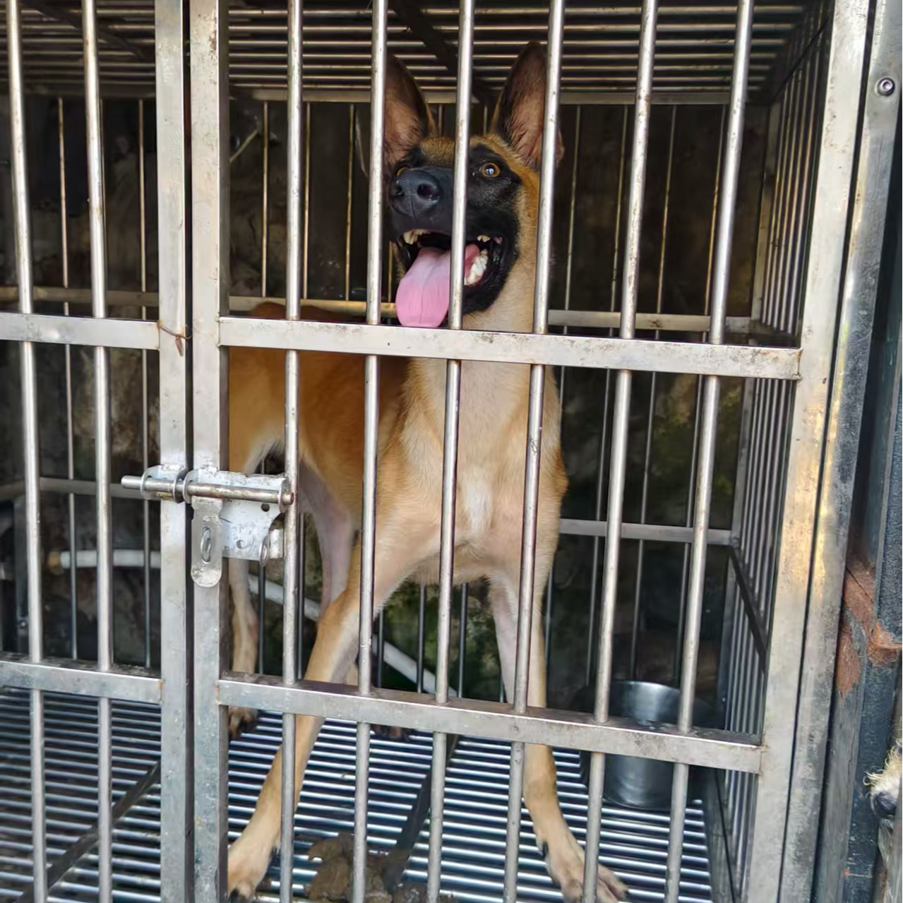 3针疫苗半大马犬