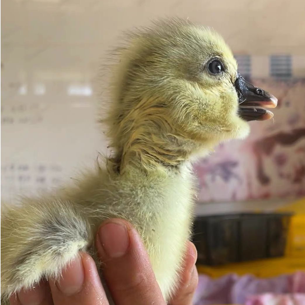 【美森养殖】出壳宠物狮头呆萌可爱