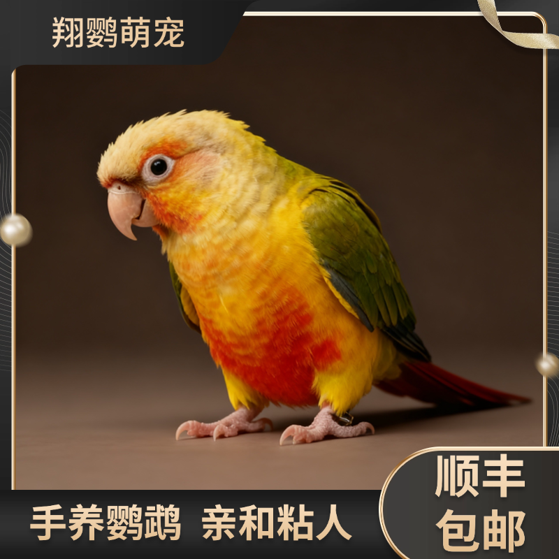 翔鹦养殖场手养亲人活体牡丹鹦鹉宠物鸟终身指导