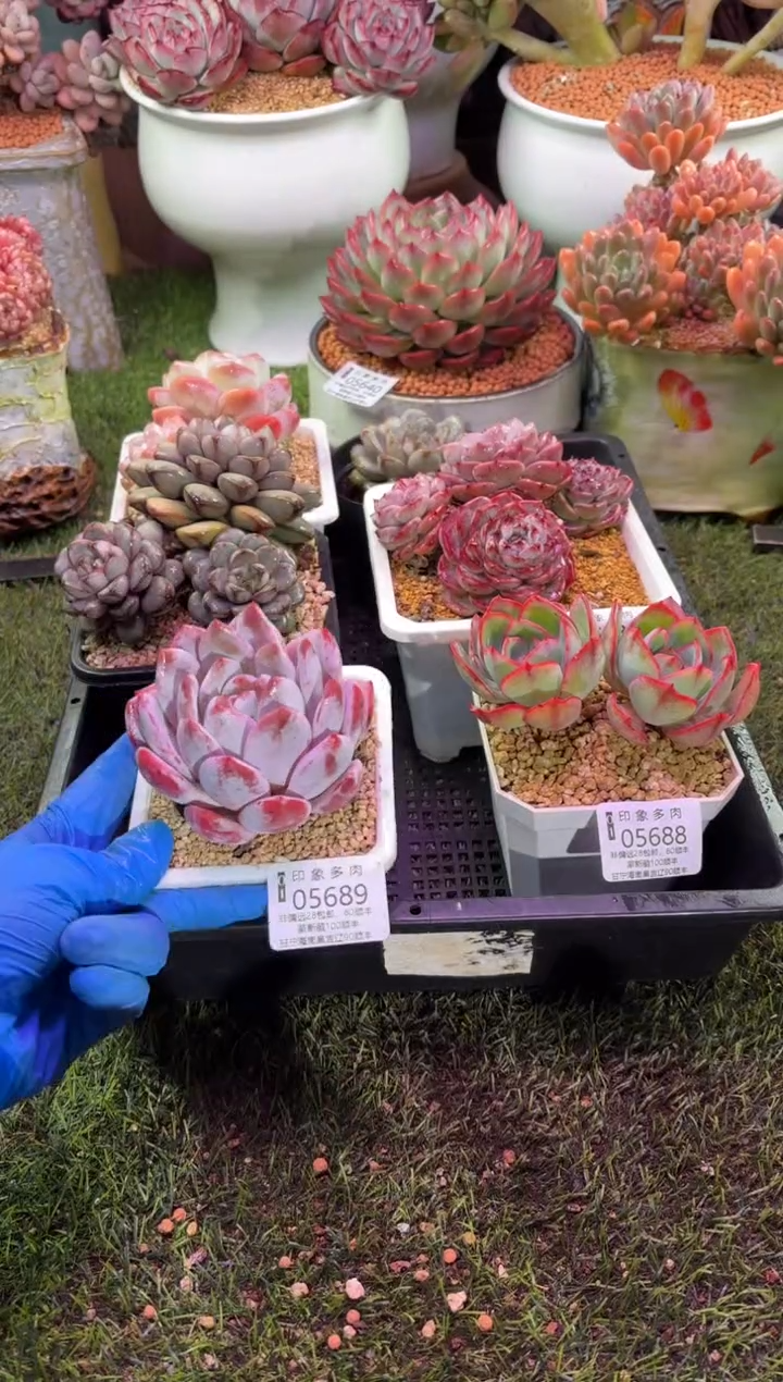 【闪购商品】05689