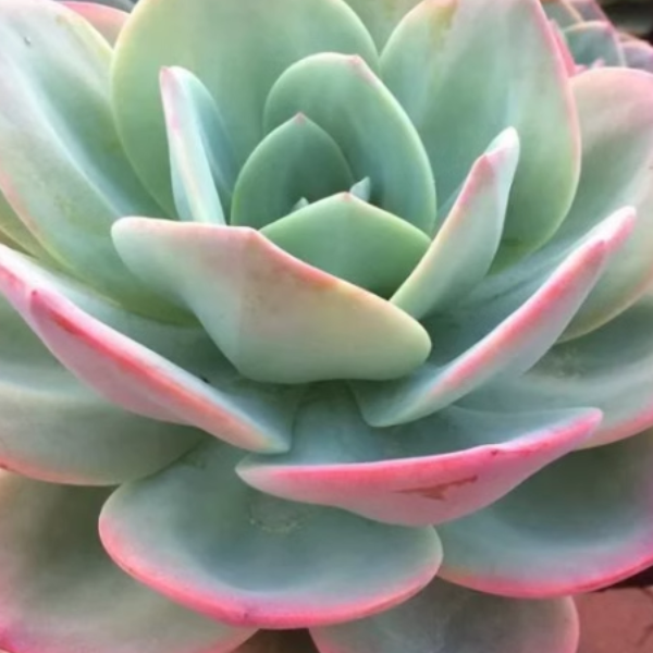 单头血凤  新手必拍 好看好养 多肉植物云南昆明发货精品多肉