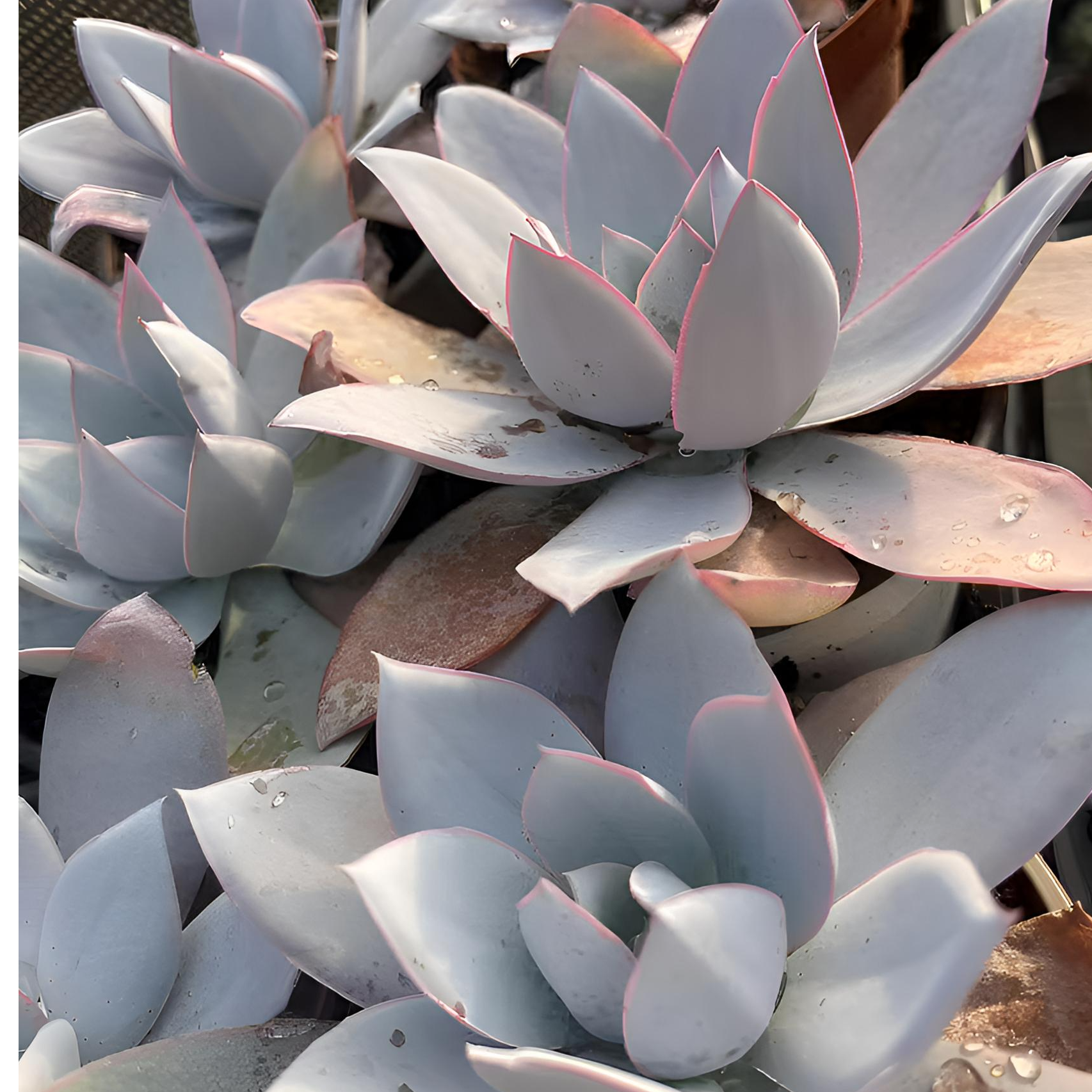 11月27日2001-2100号昆明多肉基地一物一拍满18包邮