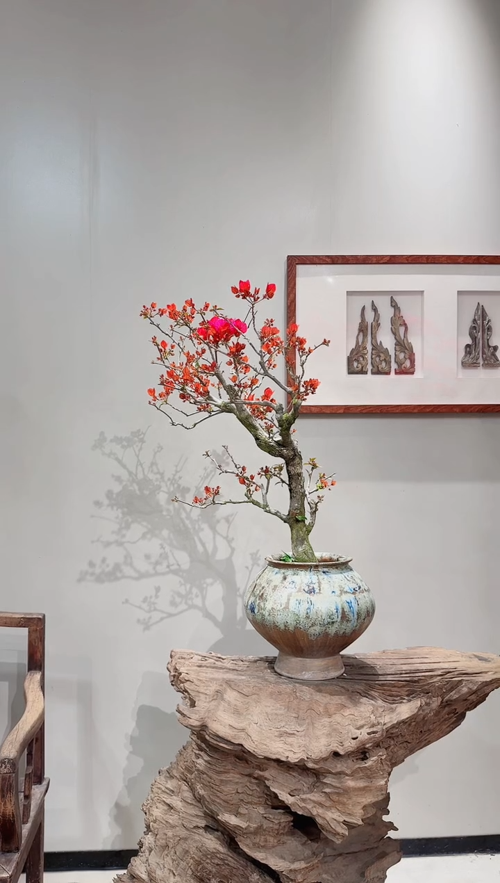 【闪购商品】盆景海岛红